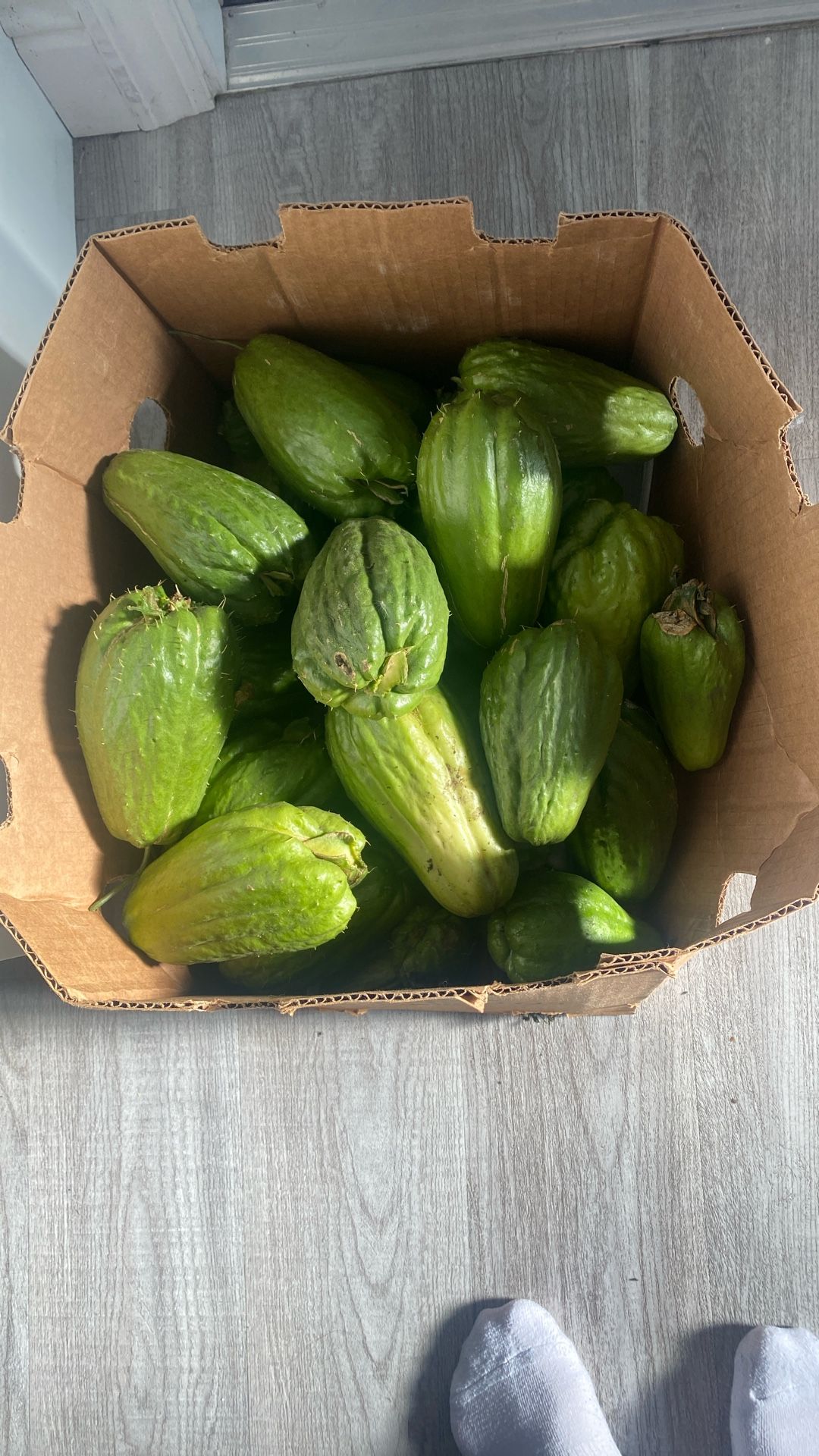 Chayotes Just Pick $1.00