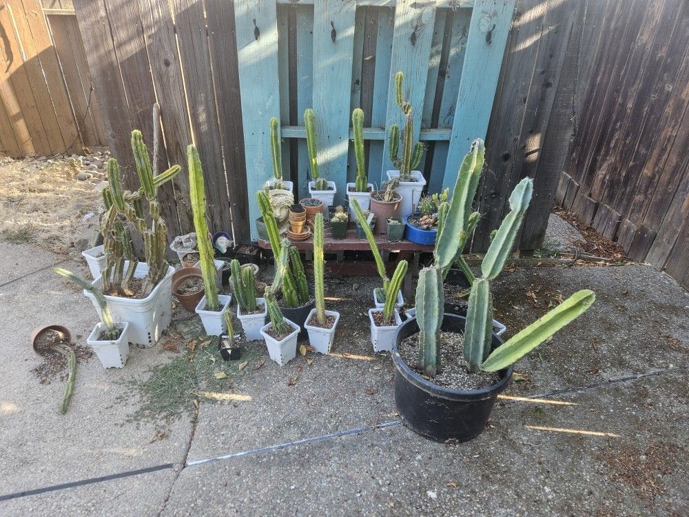 Cactus/Succulent Collection