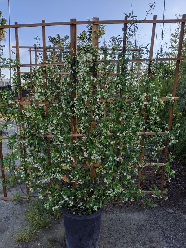 Star Jasmine Trellis for Sale in Paramount, CA OfferUp