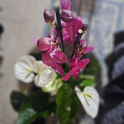 Anthirium And Orchid