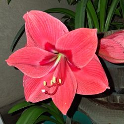 Amaryllis.