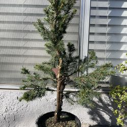 Alberta Spruce Pre Bonsai 