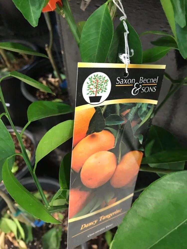 Dancy Tangerine 4gallon Fully Grown Starter Tree