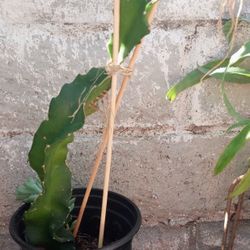 Red Dragon Fruit Plant- Rooted In 6in Pot