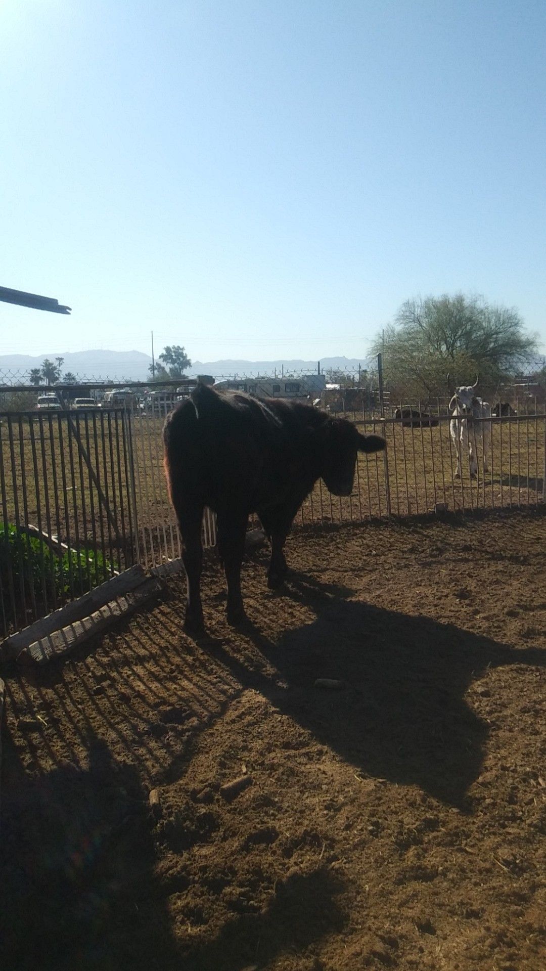 Black angus bull