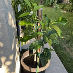 Plantas De Lima Dulce