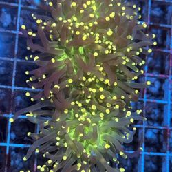 Fake Saltwater Reef Fish Tank Aquarium Decor 