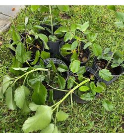 Leaf of life plant