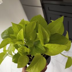 Neon Pothos Houseplant 