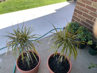 Dracaena Plants $15 Each 