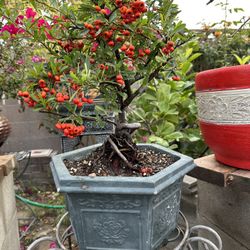 koidzumii Bonsai
