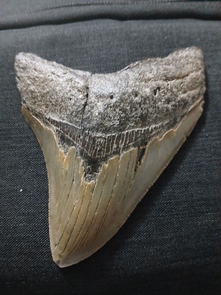Megladon Tooth