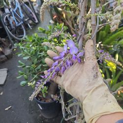 Wisteria Japanese 