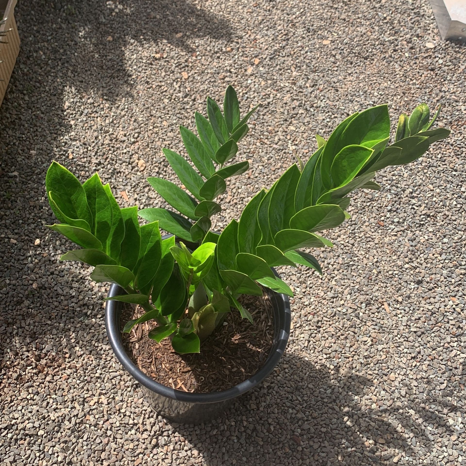 Nature’s Way Farms ZZ Plant, $35 Each