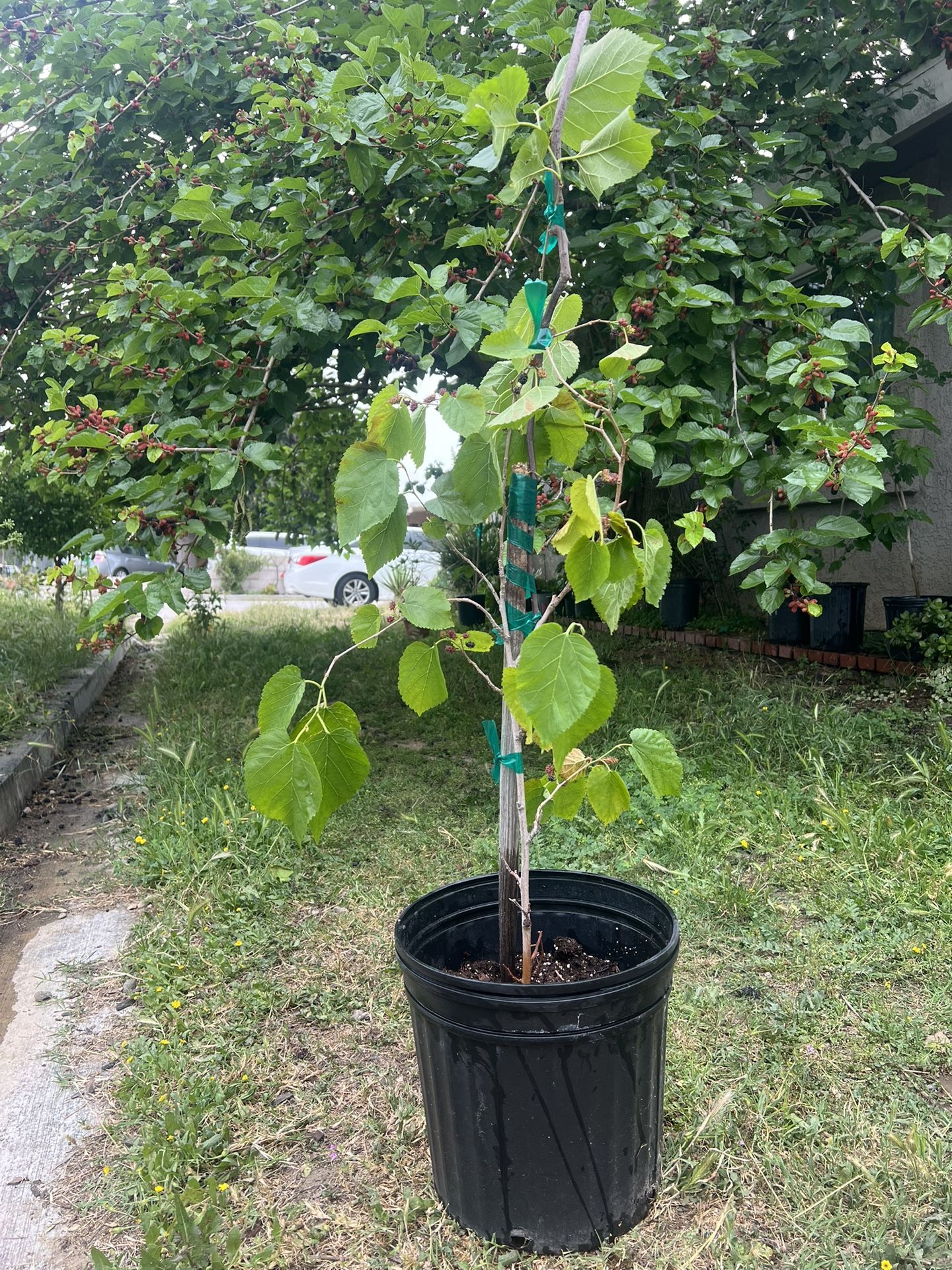 Fruiting Mulberry Tree
