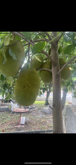 Organic Jack fruit 