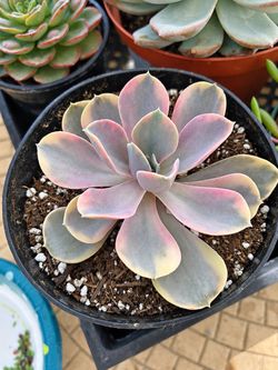 Echeveria Rainbow 🌈