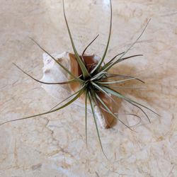 Sea Shell With Air Plant $10