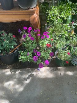 Garden petunia plants