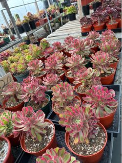 Korean aeonium plants in 8” pots $20 each