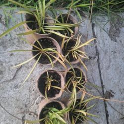 Spider Plants 