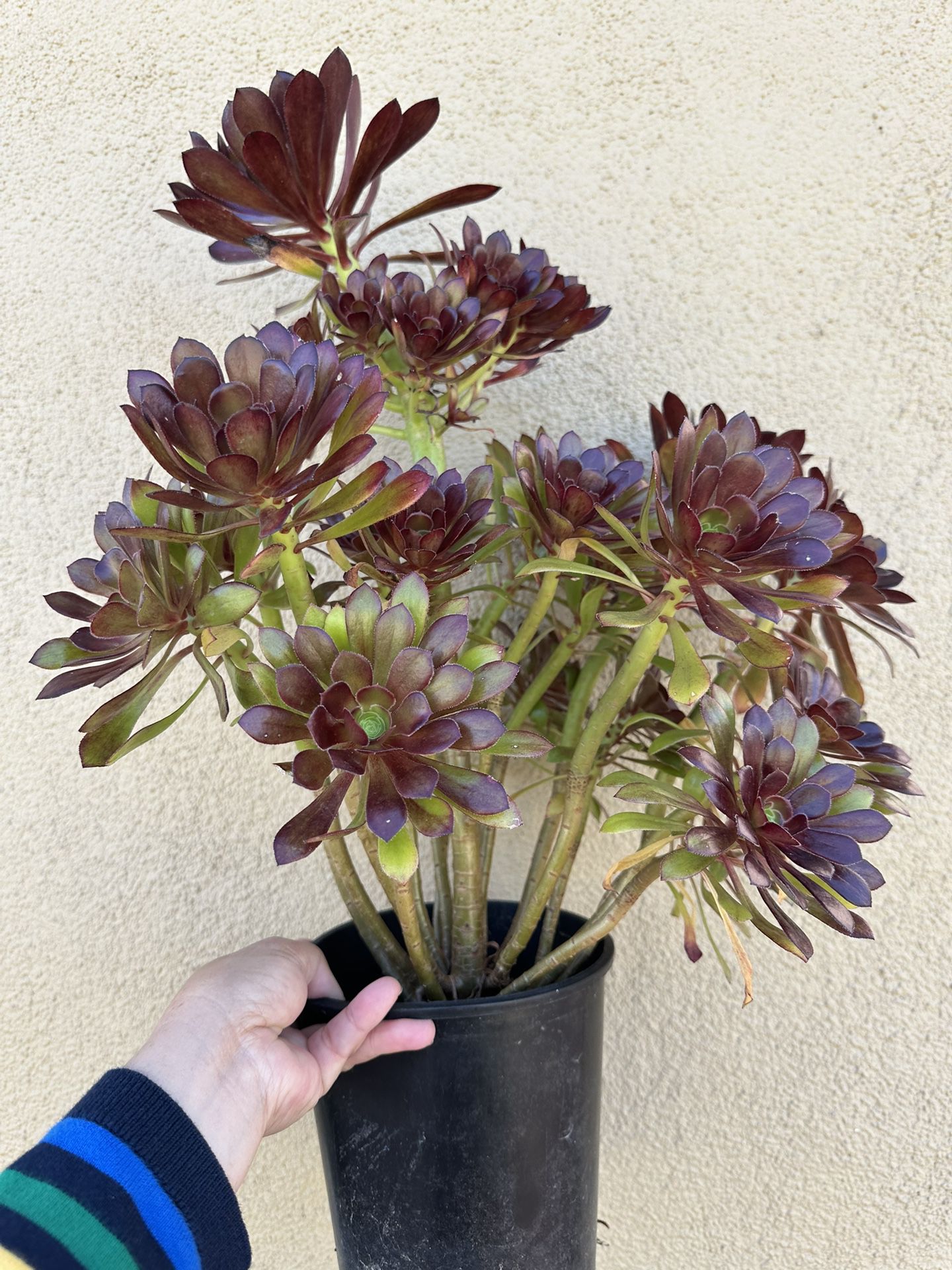 Plants for Sale! (Aeonium Plant)