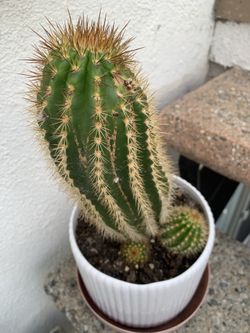 Healthy Plants Each $10