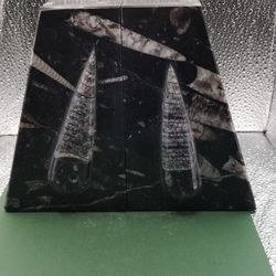 Big Bookend Orthoceras 