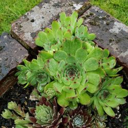 Succulents
