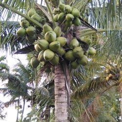 Green Coconuts