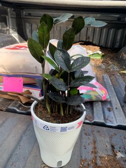 Raven ZZ Plant