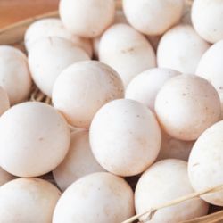 Fresh Organic Pekin Duck Egg