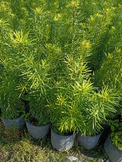 Podocarpus Only $7.50  Instant Privacy Hedge Door Fence