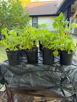 Orégano orejón / corona de cristo plantas($25)