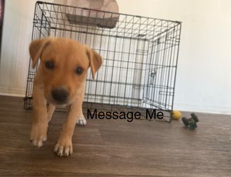 Dog Cage