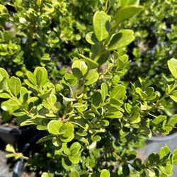 Boxwood