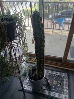 Cactus 30in