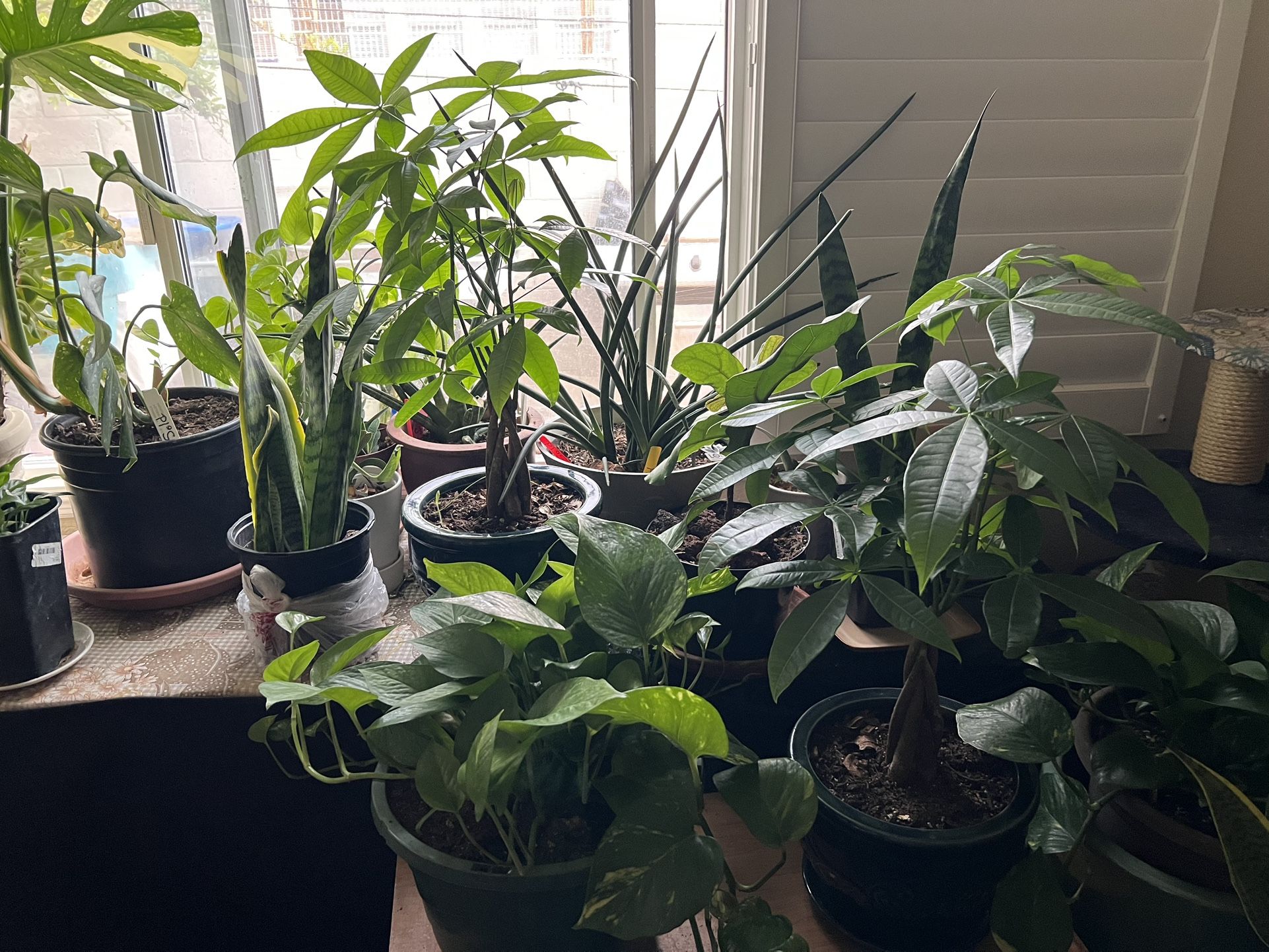 *PLANT SALE * Get Ready to Greenify Your Space! *Variety of Indoor & Outdoor Plants* Succulents, Cacti, Ferns, birds of paradise, ponytails and mor