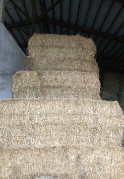 3x4x8 1st cutting grass hay