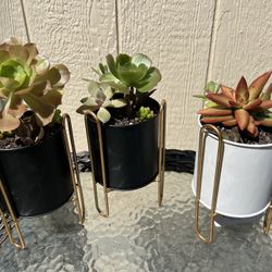 Succulent Planters