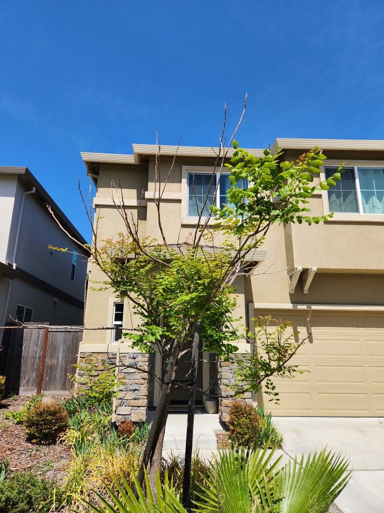 Beautiful Goldenrain Tree Needs New Home FREE