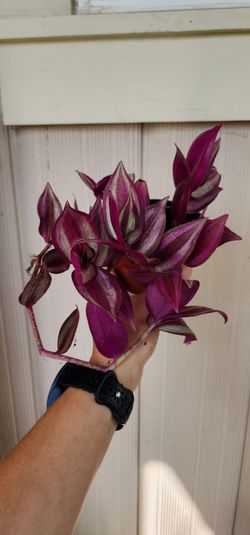 Tradescantia