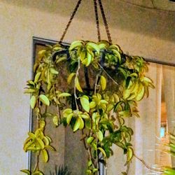 Hanging Blooming Succulent