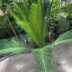 Sago Palm