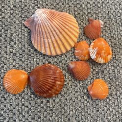 Orange Scallop Shells