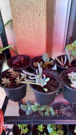 Plant Sale
