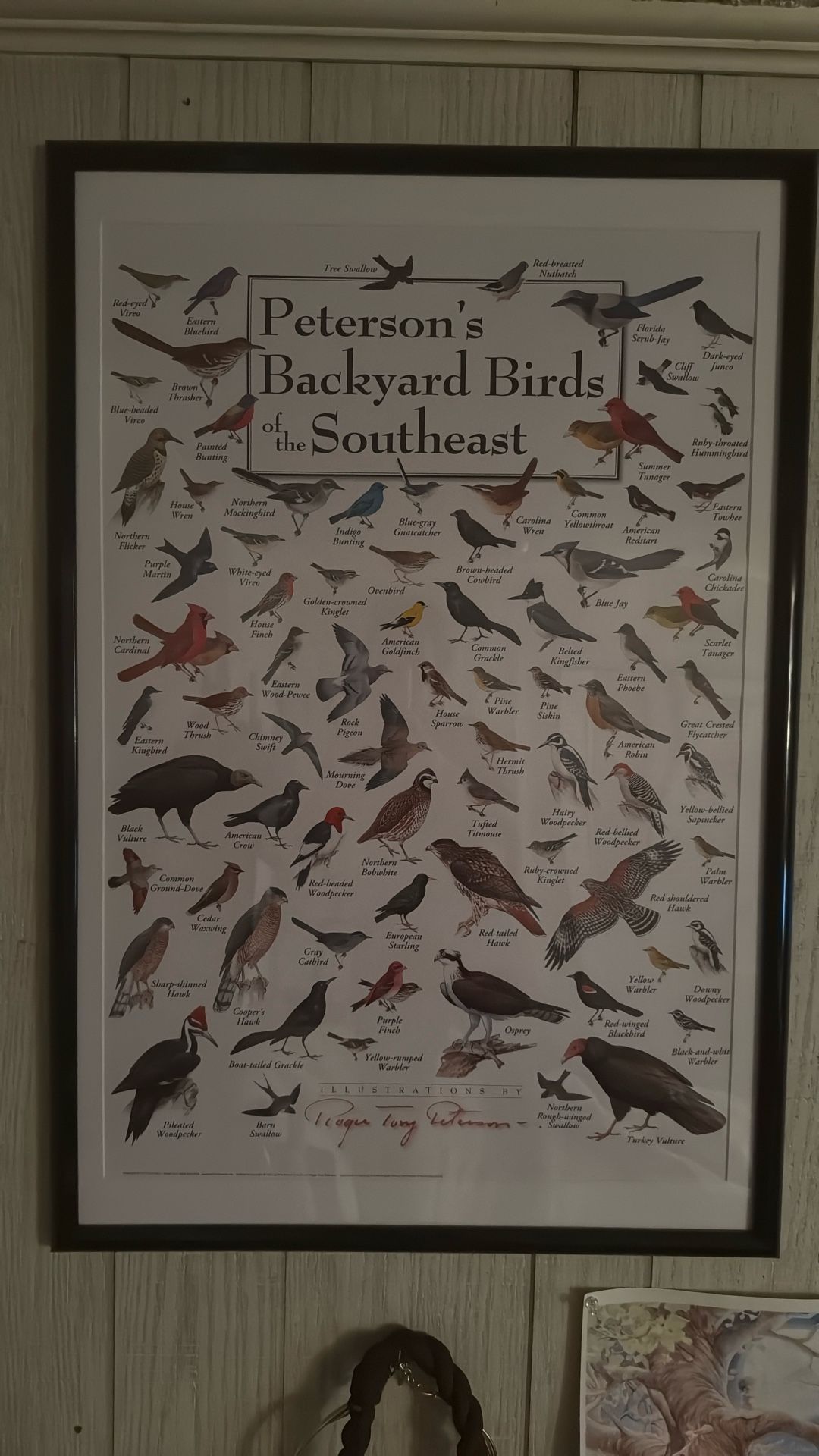 Bird ID Poster