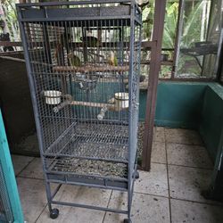 Bird Cage/Jaula