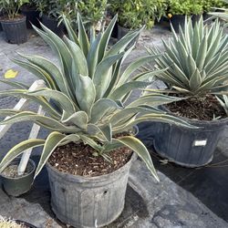 Variegated Agave - 7gl