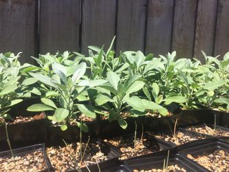 White sage plants, seeds, loose dry sage, sage bundles ..!